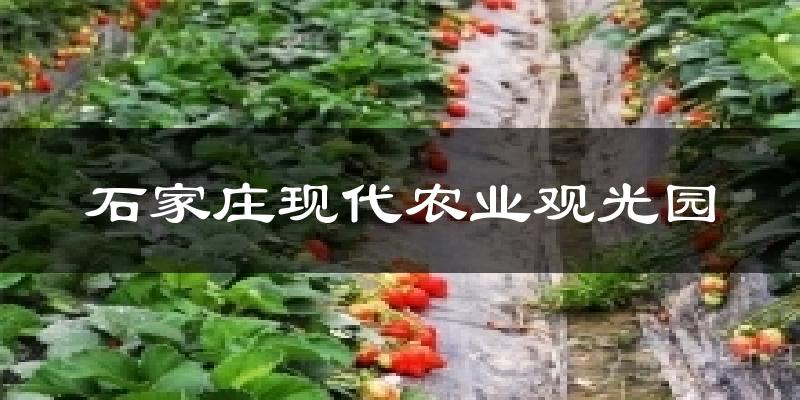 石家庄现代农业观光园气温