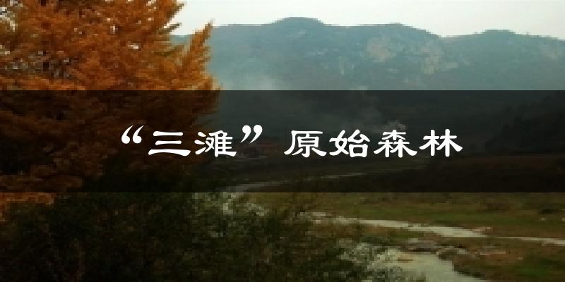 “三滩”原始森林今日天气