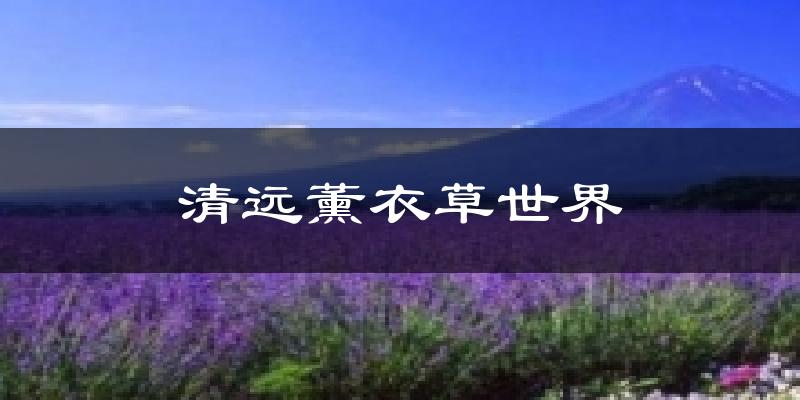 清远薰衣草世界今日天气