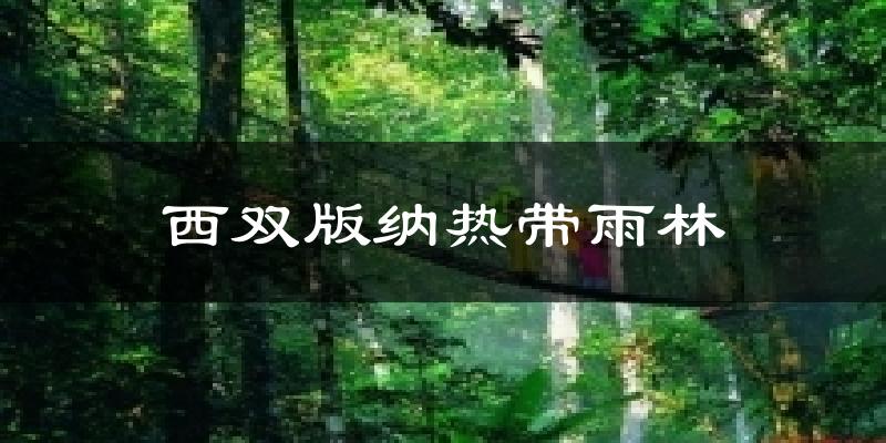 西双版纳热带雨林气温