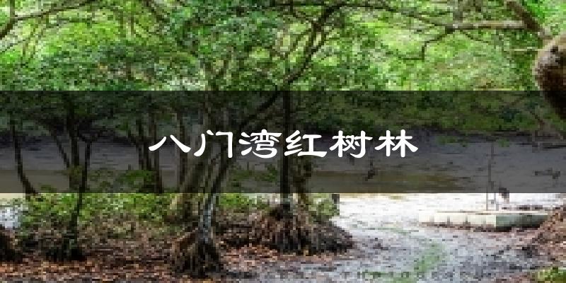 八门湾红树林气温